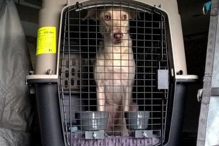 A dog shipped in a crate with a false bottom was allegedly used to smuggle 22 pounds of heroin from Puerto Rico to New York. Photo courtesy of the Queens District Attorney's Office