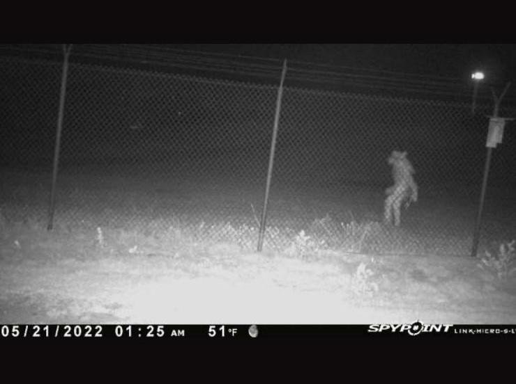 The City of Amarillo, Texas, is asking for the public's help to identify this "Unidentified Amarillo Object" caught on a security camera outside the Amarillo Zoo. Photo courtesy of the City of Amarillo/Facebook