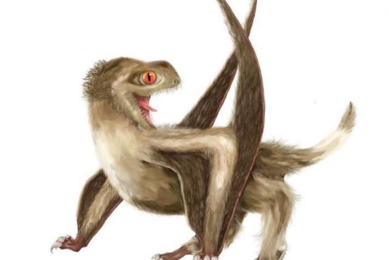 Researchers found evidence of four different types of features on specimens representing several pterosaur species, including <em>Daohugou pterosaur</em>. Photo by Yuan Zhang/University of Bristol