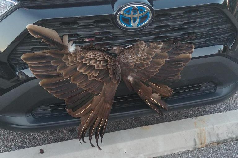 The Tybee Island Police Department in Georgia came to the rescue of a vulture that became lodged in the front grille of a vehicle that collided with the bird while traveling through South Carolina. <a href="https://www.facebook.com/photo/?fbid=303515468485540&amp;set=pcb.303523208484766">Photo courtesy of the Tybee Island Police Department/Facebook</a>