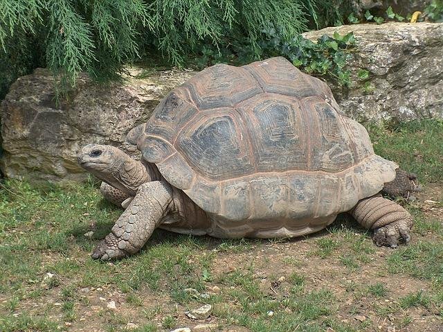 A 150-pound tortoise, like this one, caused a large fire in a Texas neighborhood after knocking over its heat lamp. The fire spread to a neighboring home causing about $150,000 in property damage. Photo by Skeeze/Pixabay