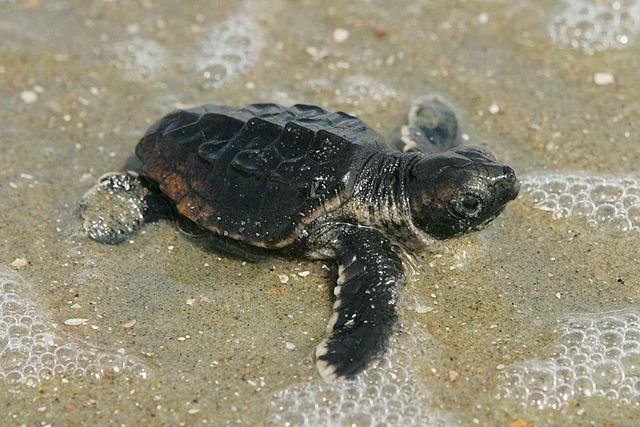 A baby loggerhead sea turtle makes its way back out into the Atlantic. Photo by Steve Hillebrand/U.S. Fish and Wildlife Service.