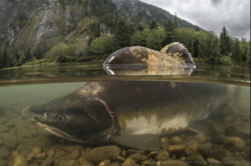 Salmon can colonize streams created by glacier melt but face many other challenges from climate change, researchers say. Photo courtesy of&nbsp;Freshwaters Illustrated
