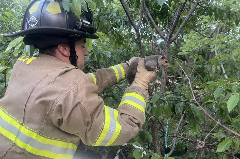 Firefighters in Green, Ohio, came to the rescue of a pet squirrel that ran up a tree while wearing a leash and became entangled about 60 feet up. Photo courtesy of the Green Fire Department/Facebook