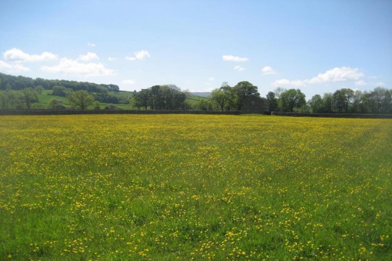 New research suggests maximizing plant diversity is the best way to improve soil health among Europe's grasslands. Photo by Lancaster University