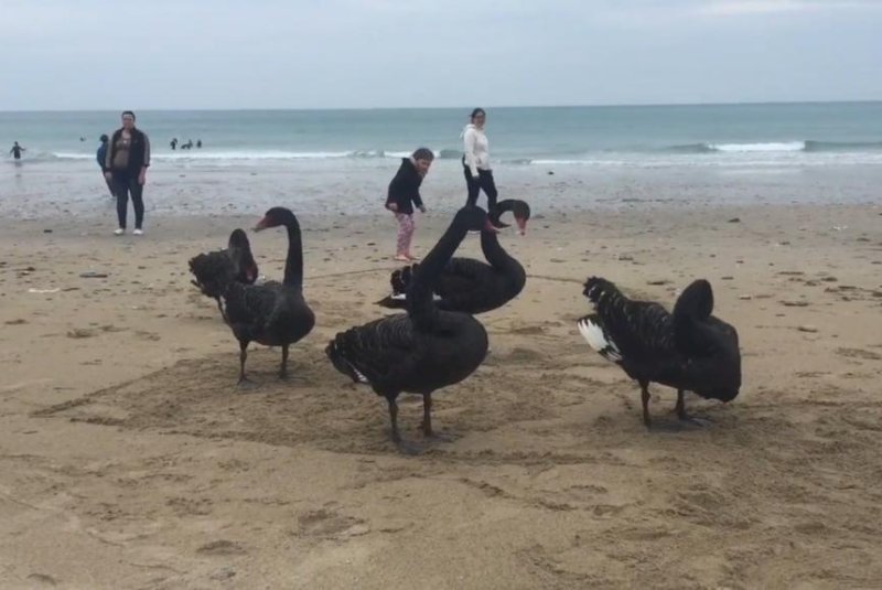 Rare gathering of black swans caught on camera in England