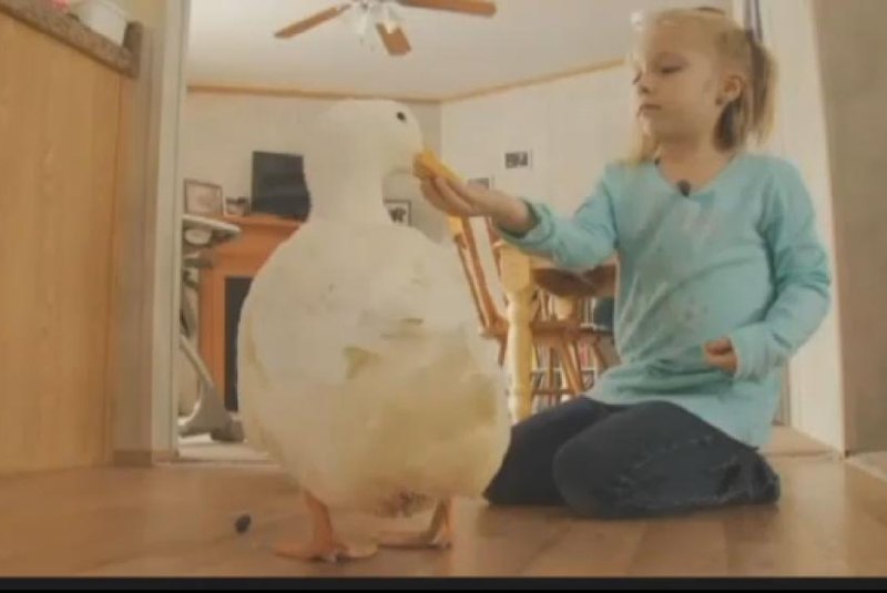 Duck forms unlikely bond with 5-year-old Maine girl