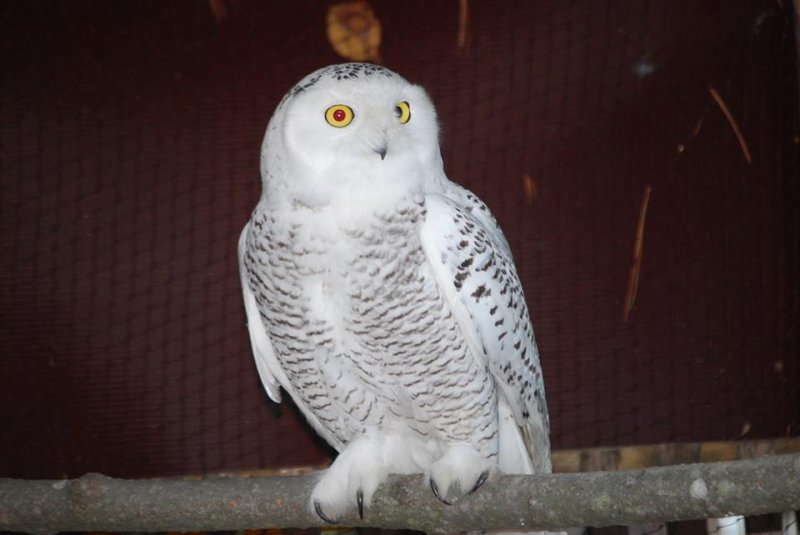 Michigan bird rescue to auction chance to release a snowy owl