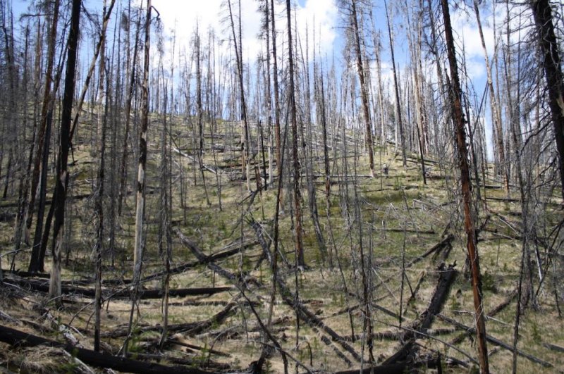Researchers are concerned that Yellowstone forests won't be able to recover from fire under hotter, drier conditions. Photo by Ann K. Olsson/University of Wisconsin