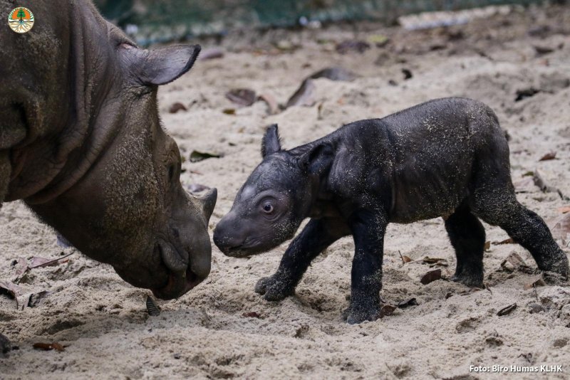 An endangered Sumatran rhino calf was born at Indonesia's Sumatran Rhino Sanctuary, located at Way Kambas National Park. Photo courtesy of Way Kambas National Park