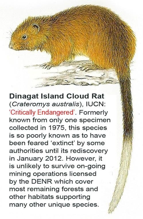 Cloud rat. Credit: William Oliver, Philippines Biodiversity Conservation Foundation, Inc.