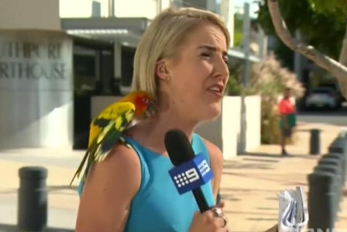 Australian reporter Brittney Kleyn had some trouble with an enthusiastic fan while preparing for a live report. Screenshot: Nine Gold Coat News/Facebook video