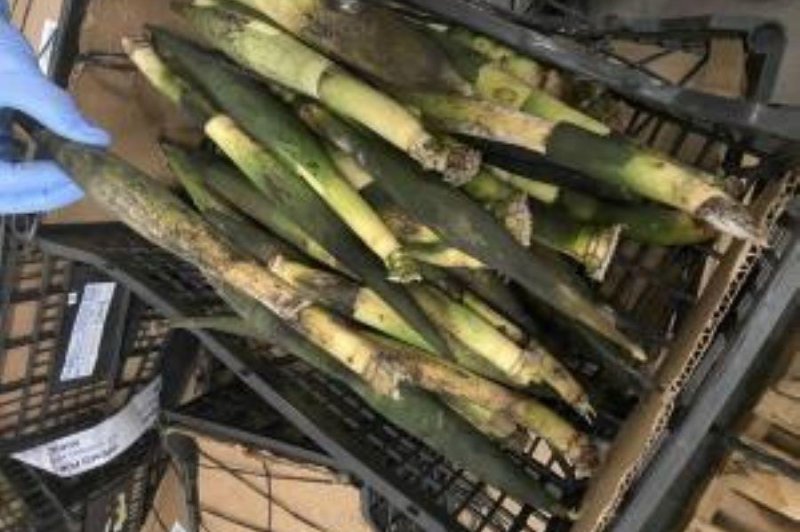 Customs and Border Protection agents at George Bush International Airport in Houston discovered invasive fungi in a shipment of flower stems from Guatemala. Photo Courtesy of CPB