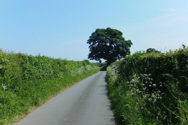 Roadside hedges help guard against roadside pollution. Photo by Geograph