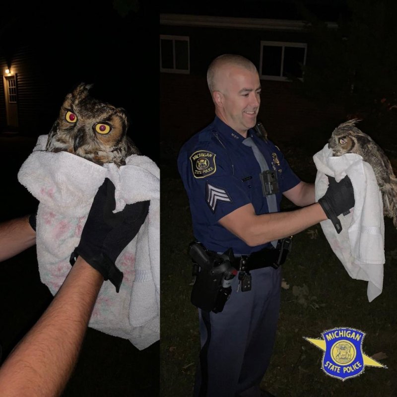 Michigan State Police Sgt. David Murchie came to the rescue of a great horned owl found injured at the side of a road. Photo courtesy of MSP Bay Region/Twitter