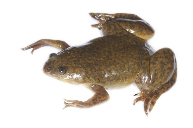 Scientists regrow frog's lost leg, unsure if method could work in humans