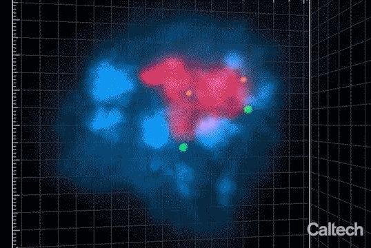 Researchers at Caltech used an analytical technique called SPRITE to create 3D maps of the cell nucleus. Photo by Guttman laboratory/Caltech/Cell