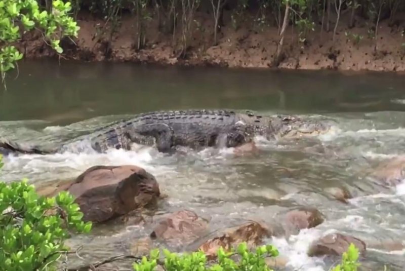 'Monster' crocodile recorded 'white water rafting' in Australia