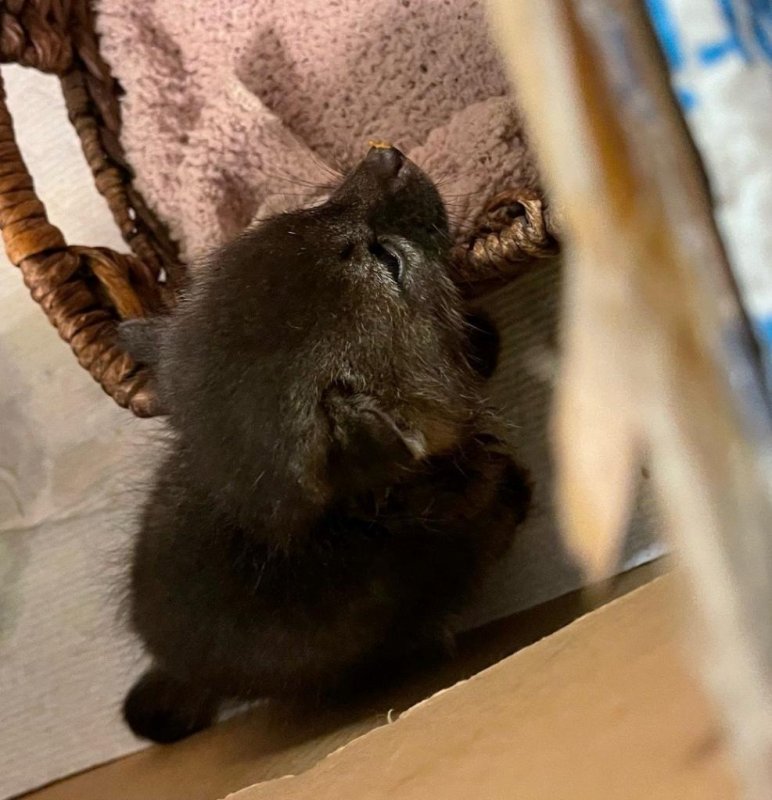'Kitten' rescued by California woman was a baby fox