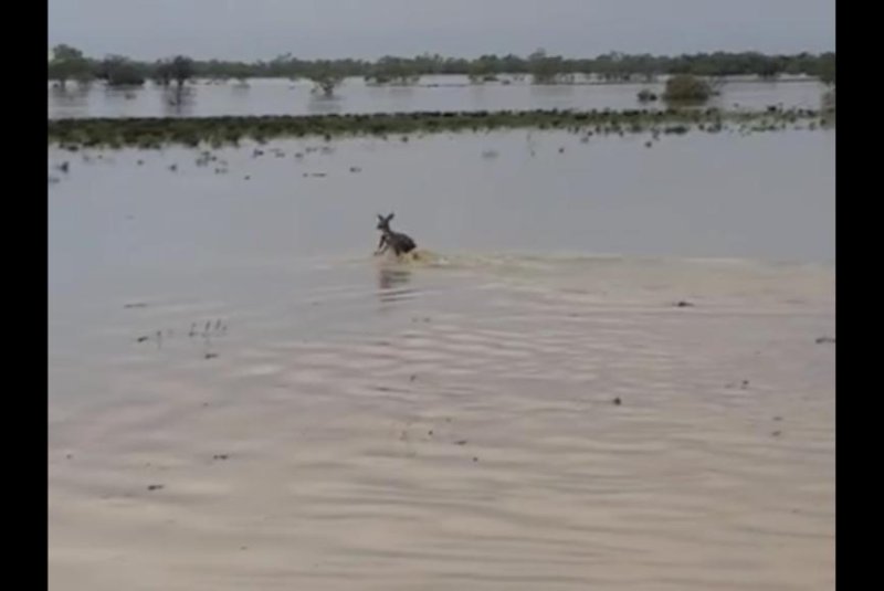 Young kangaroo frolics in Australian flood waters