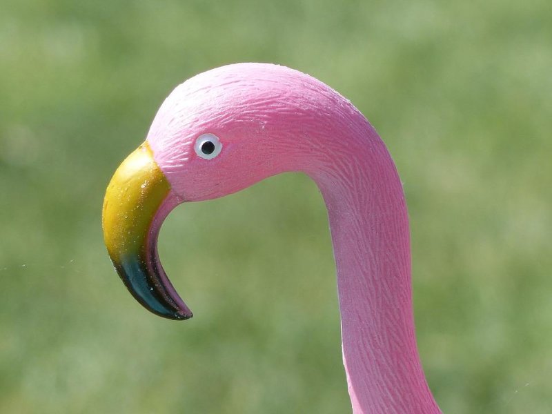 Pink Flamingo Day was founded by a Massachusetts mayor in 2007
