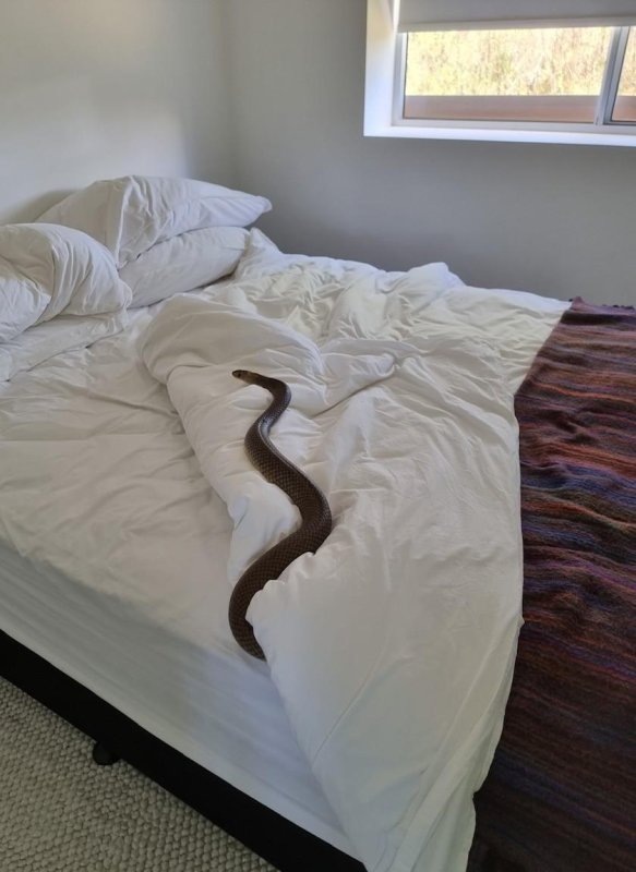 Snake catcher Zachery Richards was called out to a Queensland, Australia, home where a resident found a highly venomous eastern brown snake stretched out on her bed. Photo courtesy of Zachery's Snake and Reptile Relocation/Facebook