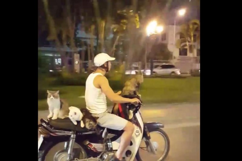 A Hanoi motorcyclist travels with his four cats. Screenshot: Nguyen Duy Phuong/Facebook