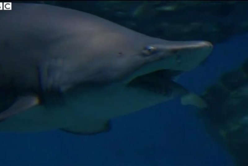 A shark at South Korea's COEX aquarium swims with the tail of a devoured rival hanging out of her mouth. BBC video screenshot