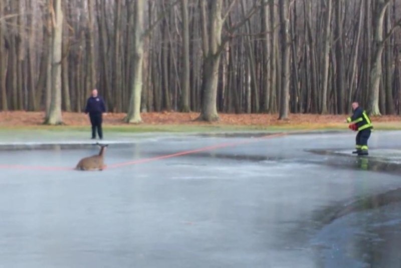 Firefighters use a length of red line to guide a stranded deer off the ice of a frozen pond. Screenshot: Newsflare