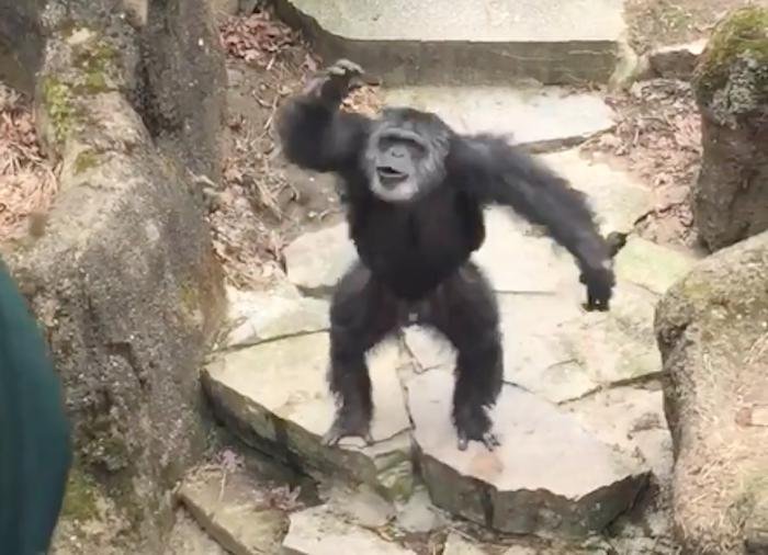 Chimpanzee flings poop at unsuspecting grandma