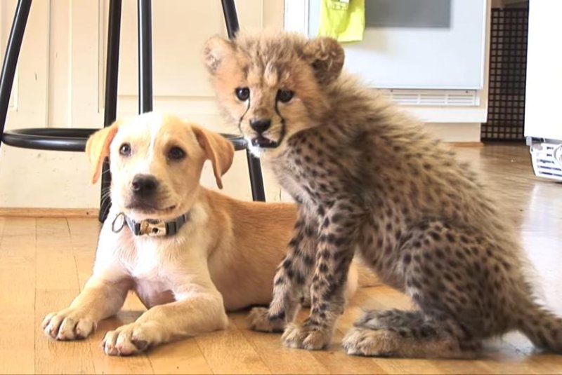 Animal pals Kumbali the cheetah and Kago the lab mix. Metro Richmond Zoo/YouTube video screenshot
