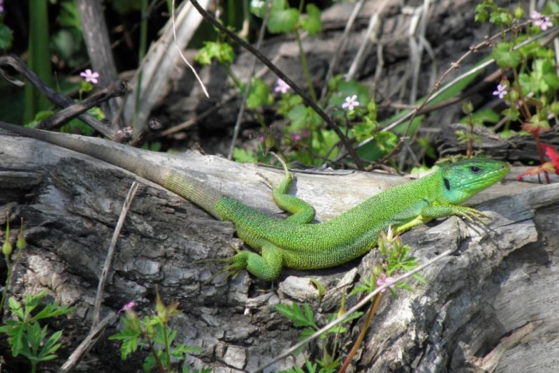 An island-dwelling green lizard. Photo by Konstantinos Sagonas