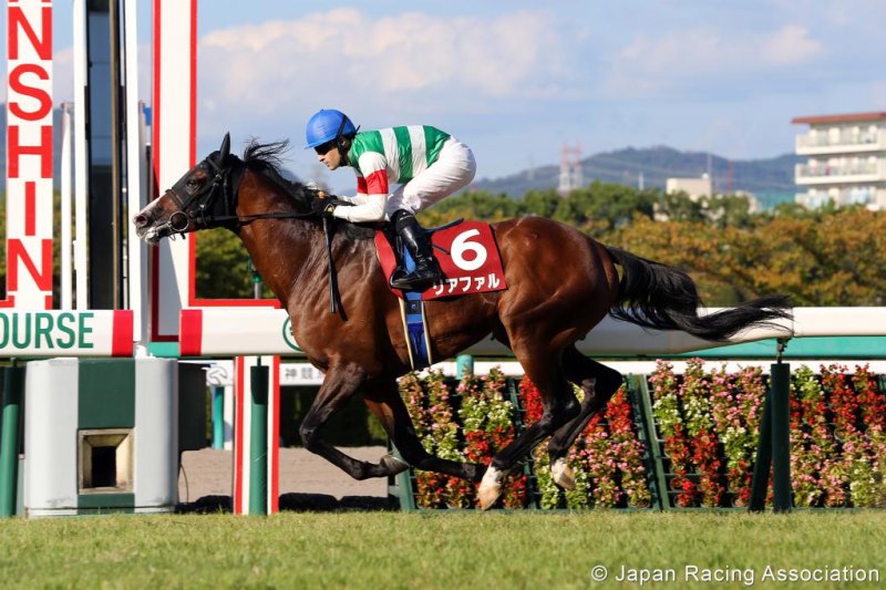 Lia Fail will be among the favorites for Sunday's Group 1 Japanese St Leger. (JRA photo)