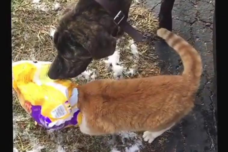 A dog comes to the rescue of a cat with a pizza rolls bag stuck on its head. Screenshot: Newsflare