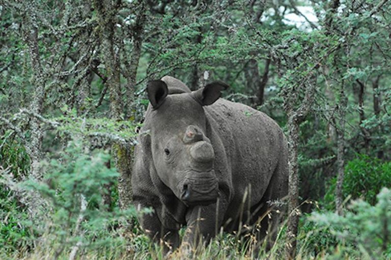 There are only two northern white rhinos left on earth, a pair of females. The subspecies is extinct in the wild. Photo by Ol Pejeta Conservancy<br>