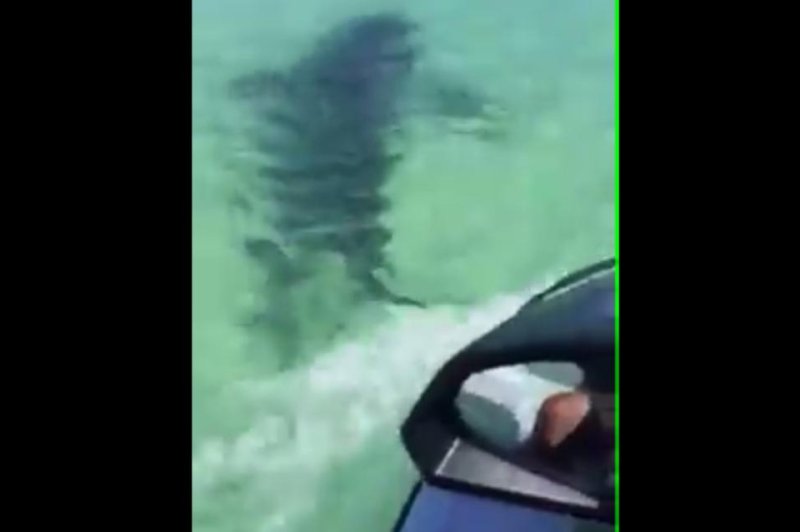 A bronze whaler shark prepares to lunge at the side of a couple's jet ski off the coast of Queensland, Australia. Screenshot: Libby Williams/Facebook video