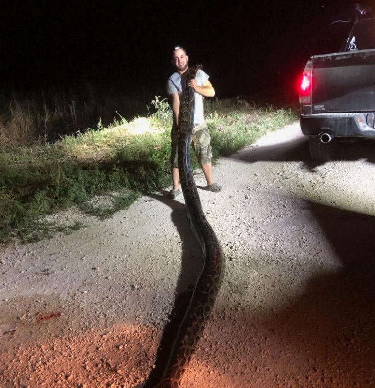 Kyle Penniston shows off the 17-foot, 5-inch python he captured in Florida. Photo courtesy of the South Florida Water Management District