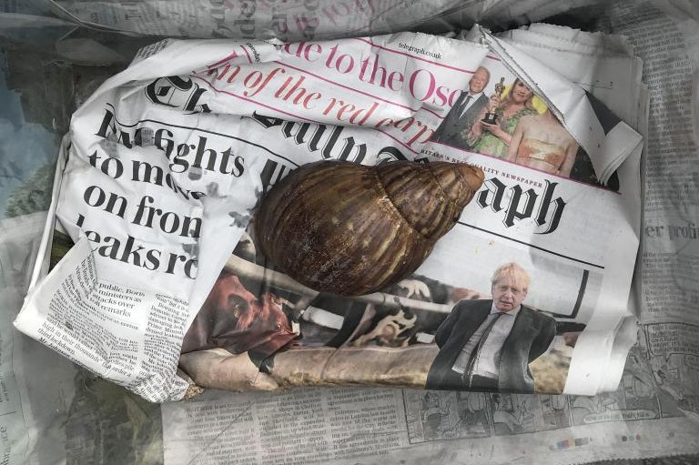 Giant African land snail found at package distribution center in Britain