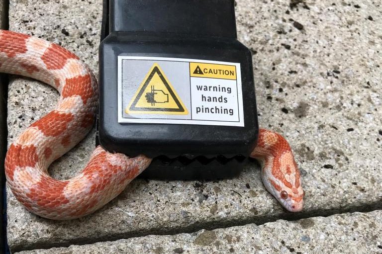 Snake rescued from mousetrap in London