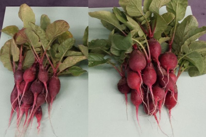 The bionic leaf fertilizer boosted the biomass of radish plants, which researchers say could boost agricultural yields in the developing world. Photo by Nocera lab/Harvard University