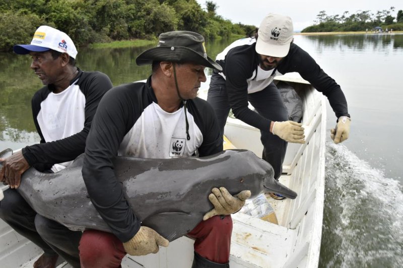 Researchers tagged several Amazonian river dolphins in Brazil -- a first. Photo by Clovis Fabiano/WWF-Brazil