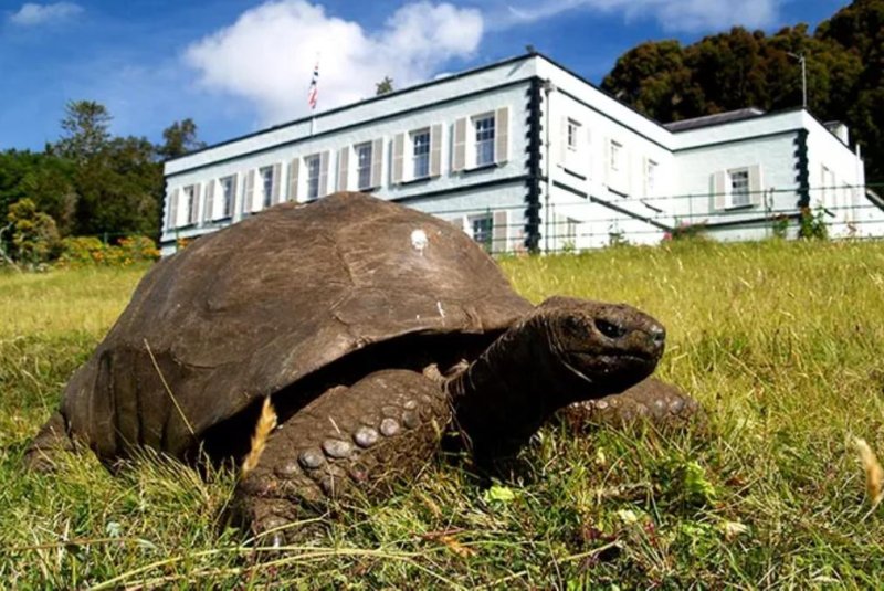 Jonathan, a giant tortoise with an estimated age of at least 190 years, was officially declared the oldest&nbsp;chelonian ever by Guinness World Records. Photo courtesy of Guinness World Records