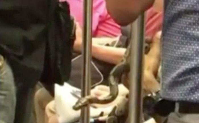 Pet snake spotted riding on Boston train