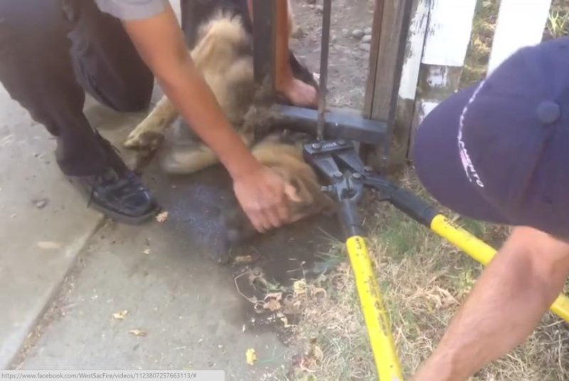 Firefighters work to free a dog trapped in a fence. Screenshot: West Sacramento Fire Department/Facebook
