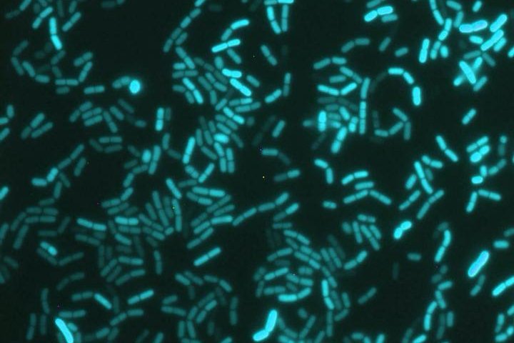 Using a bioluminescence technique, researchers discovered that the bacteria Bacillus subtilis has a circadian rhythm, similar to the time-keeper that manages cells in animals and plants. Photo by Professor Ákos Kovács/Technical University of Denmark