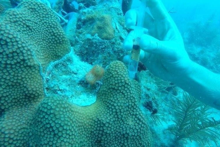 Scientists collected coral samples to measure the microbial makeup of coast reefs in Florida, finding that land-based microbes are invading the reefs. Photo by American Society for Microbiology
