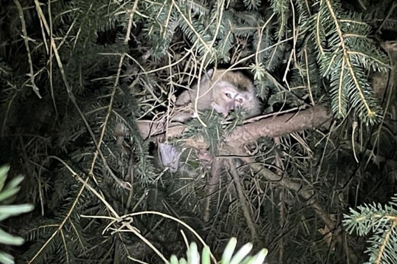 A long-tailed macaque monkey sits in a tree after it escaped a truck crash in Pennsylvania on Friday. Photo courtesy Pennsylvania State Police/Twitter