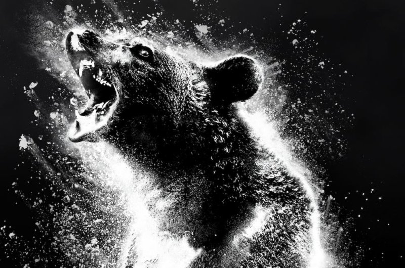 A bear ingests cocaine from a crashed plane in "Cocaine Bear," which is based on a true story. Photo courtesy of Universal Pictures