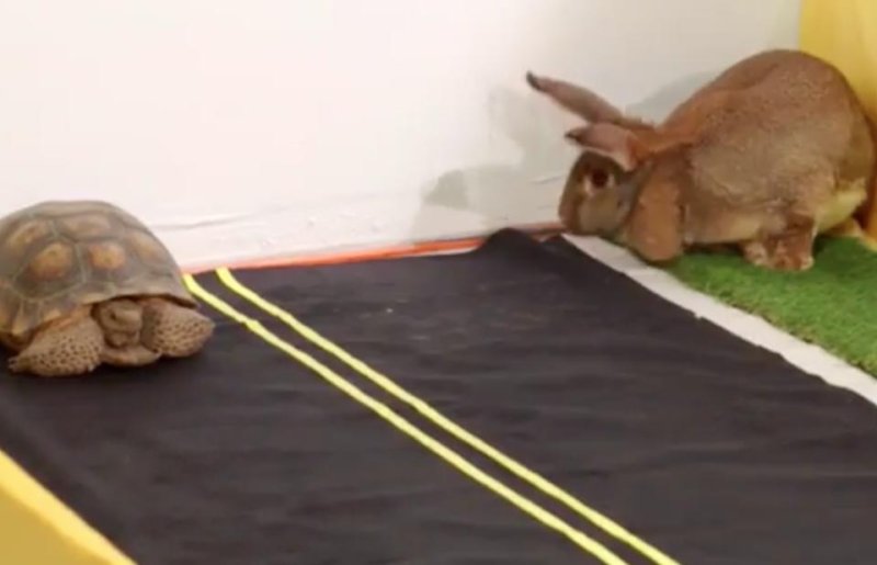 Watch Tortoise And Hare Face Off In Real Life Race Upi Com