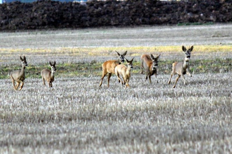 Innate 'compass' allows deer to make collision-free escapes